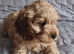 Miniature Goldendoodle puppies ready now
