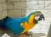 Tame blue and gold macaw