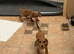 Daxie puppies