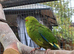 Young Kakarikis