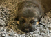 Gorgeous pedigree German Shepherd Puppies