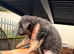 German Shepard puppies long haired