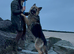 Male German Shepherd