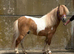 Legal's Pantyllwyn Llewewllyn
