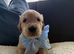 Old English Cream Golden Retriever Puppies