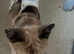 French bulldog cross with a pug