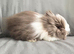 Handsome Chocolate and white double mane lion head buck