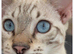 Stunning Snow Bengal x Mainecoon kitten