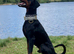 ABSOLUTELY STUNNING DOBERMAN PUPPIES FOR SALE