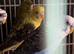 Black wings budgies