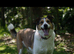 7 year old, Male, Mixed Breed