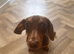 Female miniature dachshunds