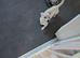 Chihuahua cross jack Russell puppy