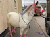 8yo 12.2hh ride and drive pony