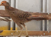 Red golden cockbird, 2026 hatched