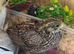 Button Quail