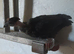 15 Bantam chickens
