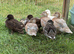 Silver Appleyard Call Duck pair