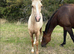 Sports Horse x colt to make 15.2h