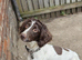 3 year old female springer spaniel