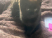 Two female black kittens