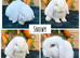 Pure bred mini lop adults