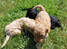 Fabulously Fluffy Cockalier-a-Poo Puppies &ndash; Ready Soon!