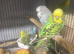 Exhibition budgies  baby&rsquo;s