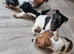 Jack Russell pups