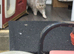 Lovely 5yo girl needs to be sole pet
