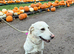 KC Female Labrador