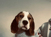15 week old beagle