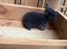 7 Mini lops - waiting list open
