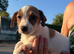 Jackrussell pups