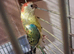 Pair red rumps