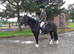 Registered Welsh mare 14.1hh. All rounder