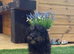 Gorgeous tiny toy cockapoo puppy