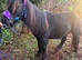 Registered mini gelding