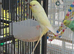 Breeding pair of budgies