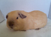 Cream Californian Guinea Pig Boars
