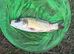 CHEAP Need gone ASAP Mirror, Ghost, Common Carp for sale.