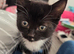 12 week old kitten