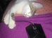 Pretty little female kitten