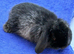 ***ready to leave now**** mini lop boy 8wks old