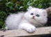 Chinchilla and golden chinchilla pedigree persian kittens - READY to go