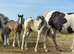 Clydesdale X foals