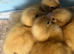 Welsh Harlequin Ducklings hatched 23/5/26
