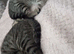 Female kittens