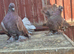 Indian fantail breeding pair in Wembley