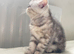 Ready Now . Gorgeous GCCF registered kittens from Champions parents